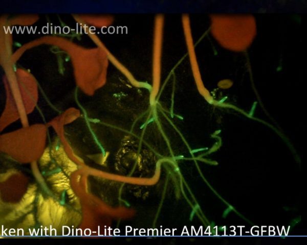 Dino-Lite AM4113T-Fluorescence