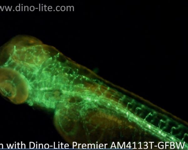 Dino-Lite AM4113T-Fluorescence